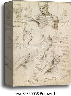 Superficial anatomy of the shoulder and neck (recto) by Leonardo Da Vinci, Canvas Print
