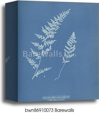 Cheilanthes microphylla, N. America by Anna Atkins, Canvas Print