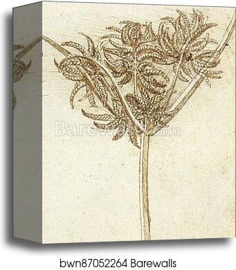 Sedge (c. 1510) by Leonardo Da Vinci, Canvas Print