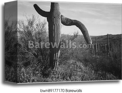 Cactus at left and surroundings, "Saguaro National Monument," Arizona.  Photographs of National Parks and Monuments, compiled 1941 - 1942, documenting the period ca. 1933 - 1942 by Ansel Adams (1902-1984), Canvas Print Cactus at left and surroundings, "Saguaro National Monument," Arizona.  Photographs of National Parks and Monuments, compiled 1941 - 1942, documenting the period ca. 1933 - 1942 by Ansel Adams (1902-1984), Canvas Print