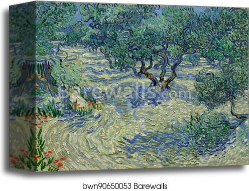 Olive Orchard / Olive Grove by Vincent Van Gogh, Canvas Print