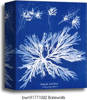 Dictyota dichotoma, in the young state; and in fruit by Anna Atkins, Canvas Print