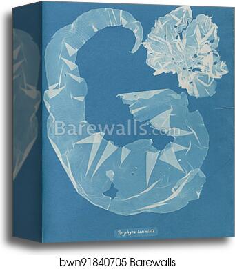 Porphyra laciniata by Anna Atkins, Canvas Print