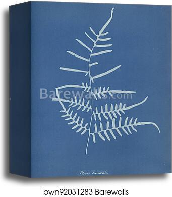 Pteris caudata, N. America by Anna Atkins, Canvas Print