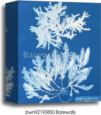 Delesseria Sinuosa va. ciliated margin a. in fruit by Anna Atkins, Canvas Print