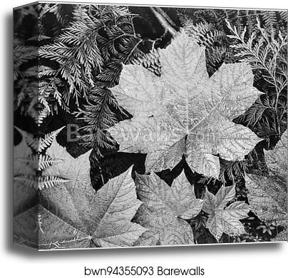 Close-up of leaves, from directly above, "In Glacier National Park," Montana. Photographs of National Parks and Monuments, compiled 1941 - 1942, documenting the period ca. 1933 - 1942 by Ansel Adams (1902-1984), Canvas Print Close-up of leaves, from directly above, "In Glacier National Park," Montana. Photographs of National Parks and Monuments, compiled 1941 - 1942, documenting the period ca. 1933 - 1942 by Ansel Adams (1902-1984), Canvas Print